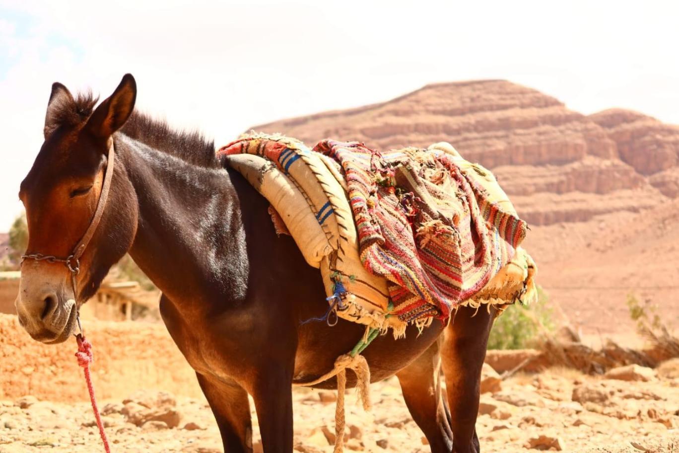 Gite D'Etape Ziz Oasis Achbarou Ngoại thất bức ảnh